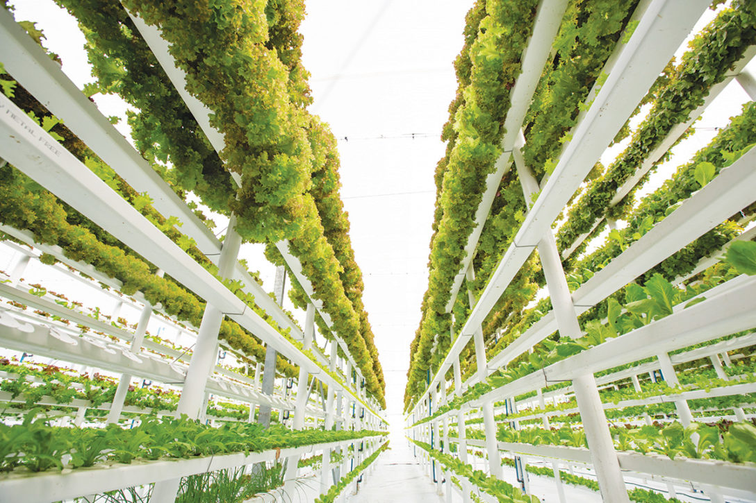 Hydroponic vertical farm