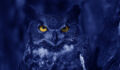 Watchful Blue Owl at night.