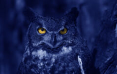 Blue Owl on how scale and selectivity define real assets Watchful Blue Owl at night.